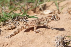 Stenodactylus mauritanicus