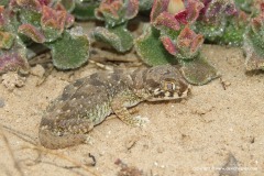 Stenodactylus mauritanicus