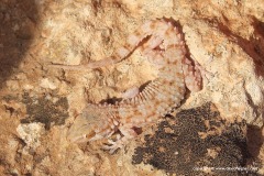 Tarentola fascicularis