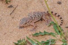 Tarentola deserti