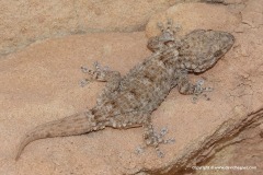 Tarentola mauritanica