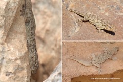 Tarentola mauritanica