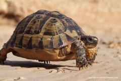Testudo graeca nabeulensis