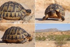 Testudo graeca nabeulensis