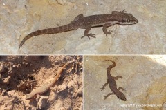 Tropiocolotes tripolitanus