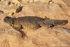 Uromastyx acanthinura