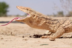 Varanus griseus griseus