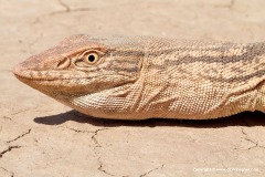 Varanus griseus griseus