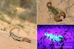 Scorpio maurus