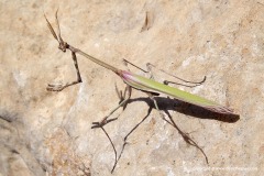 Mantodea sp.