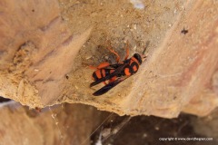 Vespoidea sp.