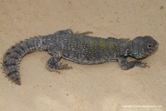 Uromastyx acanthinura