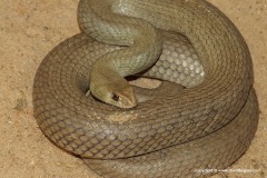 Malpolon monspessulanus