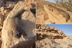 Uromastyx acanthinura