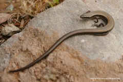 Ablepharus budaki anatolicus