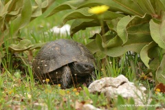Testudo graeca