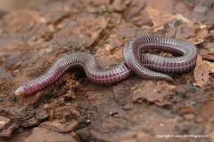 Blanus strauchi