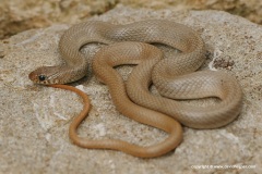 Eirenis modestus