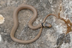 Eirenis modestus