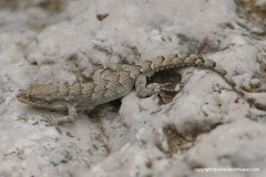 Mediodactylus kotschyi
