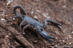 Anatoliurus kraepelini