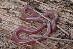 Xerotyphlops vermicularis