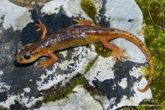 Lyciasalamandra luschani luschani