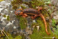 Lyciasalamandra fazilae ulfetae