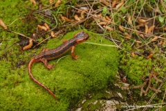 Lyciasalamandra fazilae ulfetae