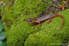 Lyciasalamandra fazilae ulfetae