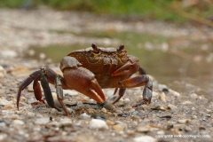 Potamon sp.