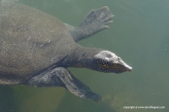 Trionyx triunguis
