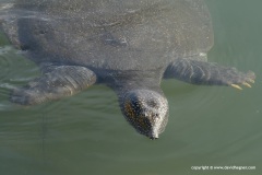 Trionyx triunguis