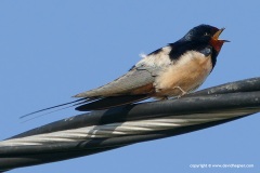 Hirundo rustica