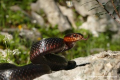 Dolichophis jugularis