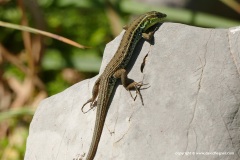 Ophisops elegans macrodactylus