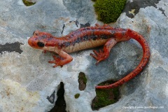 Lyciasalamandra fazilae fazilae