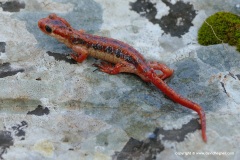 Lyciasalamandra fazilae fazilae