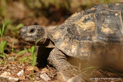 Testudo graeca