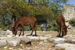Kaunos