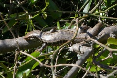 Kaunos