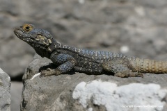 Laudakia stellio daani