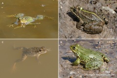 Pelophylax bedriagae