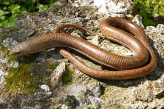 Pseudopus apodus