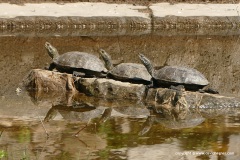 Mauremys rivulata