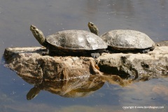 Mauremys rivulata
