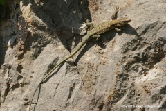 Anatololacerta pelasgiana