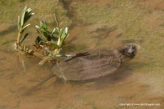 Mauremys rivulata