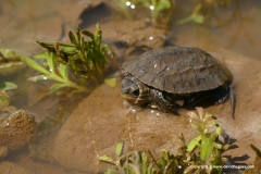 Mauremys rivulata