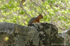 Sciurus anomalus
